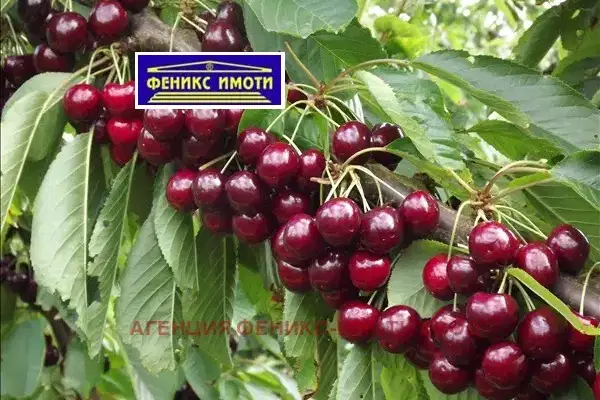 Овощна градина в Кюстендил, с. Горна Гращица