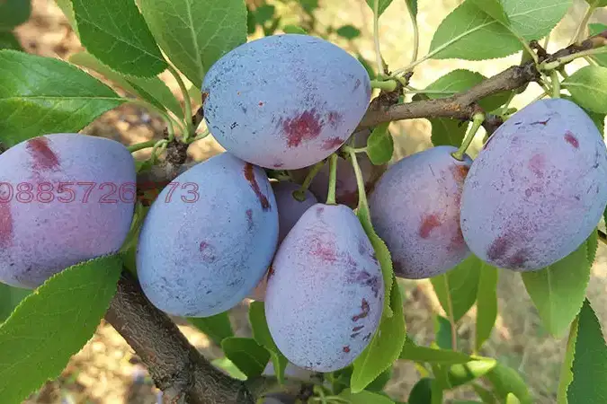 Orchard in Plovdiv, Katunica