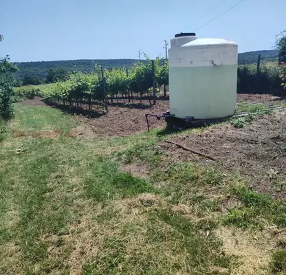Photo 2 — Vineyard in Varna, Kichevo