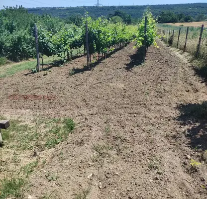 Photo 3 — Vineyard in Varna, Kichevo