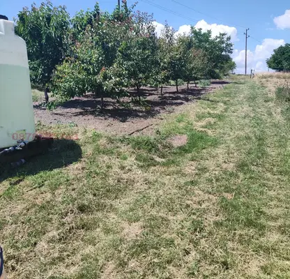 Photo 4 — Vineyard in Varna, Kichevo