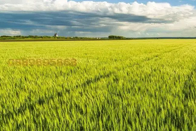 Arable Land in Dobrich, Metodievo