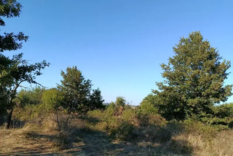 Vineyard in Varna, Ravna Gora