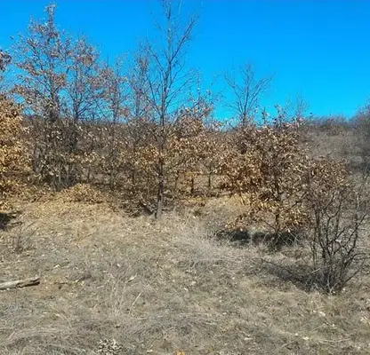 Photo 5 — Meadow in Vidin, Vylchek