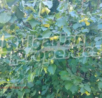 Photo 3 — Orchard in Shumen, Zlatar