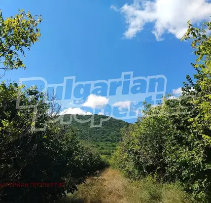 Photo 4 — Orchard in Shumen, Zlatar