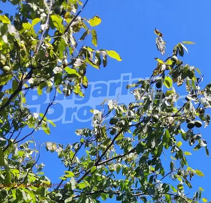 Photo 5 — Orchard in Shumen, Zlatar