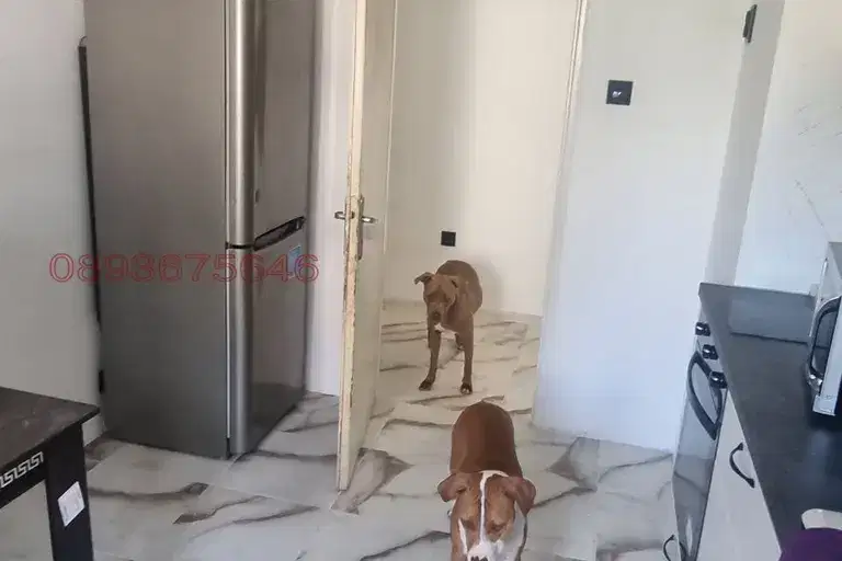 3-bedroom apartment in Plovdiv, Kyrshiyaka