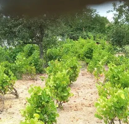 Photo 4 — Plot in Varna, Bolyarci