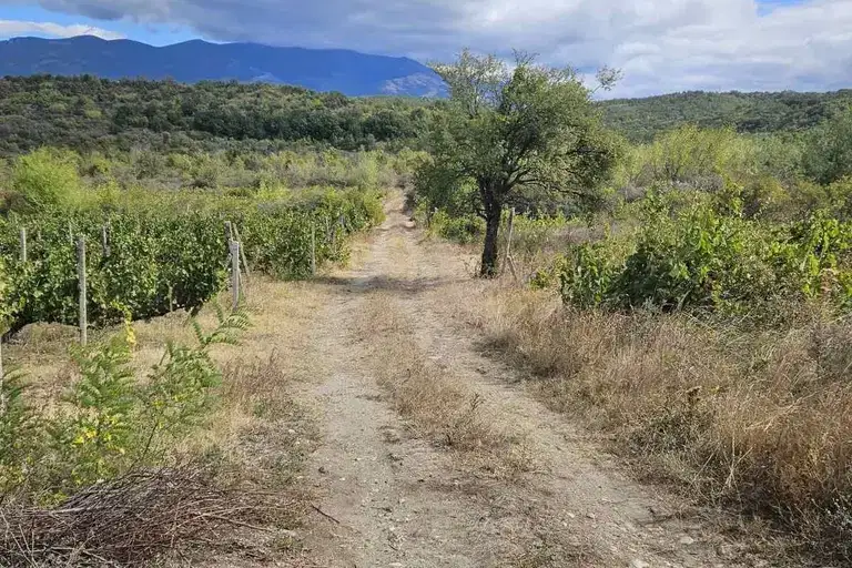 Vineyard in Kyustendil, Boboshevo