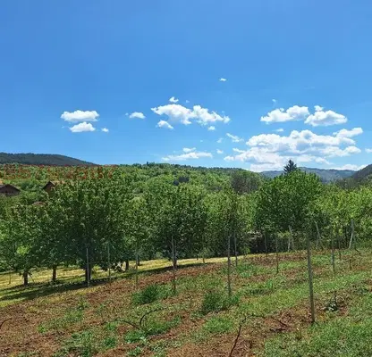 Photo 3 — Plot in Oblast Kyustendil, Myrvodol