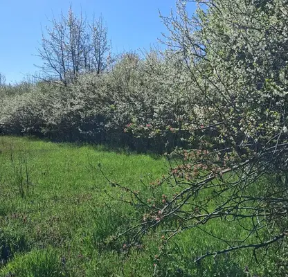 Photo 2 — Plot in област София, Bojurishte