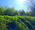 Снимка 5 — Парцел във Велико Търново, с. Бадевци