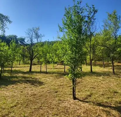 Photo 2 — Plot in Oblast Lovech, Belish