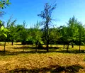 Снимка 3 — Парцел в Ловеч, с. Белиш