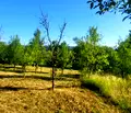 Снимка 4 — Парцел в Ловеч, с. Белиш