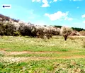 Снимка 4 — Парцел в Перник, с. Боснек