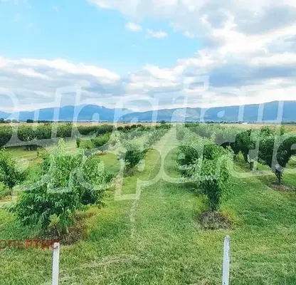 Photo 2 — Plot in Oblast Plovdiv, Katunica