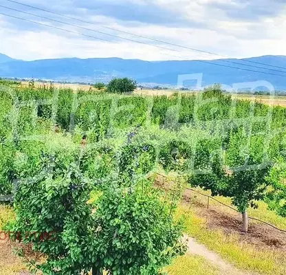 Photo 4 — Plot in Oblast Plovdiv, Katunica