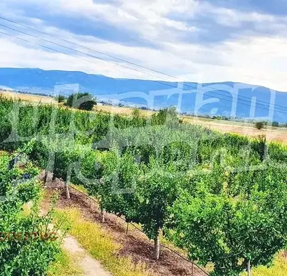 Photo 5 — Plot in Oblast Plovdiv, Katunica