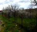 Снимка 4 — Парцел в Стара Загора, с. Казанка