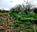 Снимка 4 — Парцел в Стара Загора, с. Плодовитово