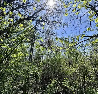 Снимка 5 — Парцел в Ловеч, с. Велчево