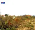 Снимка 2 — Парцел във Варна, м-т Планова