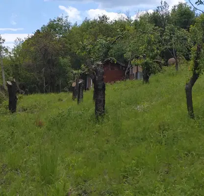 Photo 5 — Orchard in Kyustendil, Kyustendil