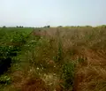 Снимка 4 — Земеделски имот в Бургас, Приморско