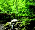 Снимка 4 — Земеделски имот в Перник, с. Боснек