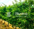 Снимка 4 — Земеделски имот в Пазарджик, с. Главиница