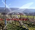 Снимка 3 — Земеделски имот в Пловдив, с. Марково