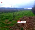 Снимка 3 — Земеделски имот във Велико Търново, с. Раданово