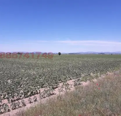 Photo 2 — Agricultural Land in Oblast Vidin, Vyrbovchec