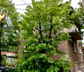Снимка 2 — Къща в Плевен, Широк център