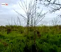 Снимка 3 — Къща в Стара Загора, с. Трънково
