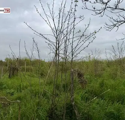 Снимка 3 — Къща в Стара Загора, с. Трънково