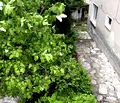 Снимка 2 — Къща в Пазарджик, Велин