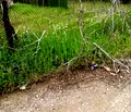 Снимка 4 — Парцел в София, Ботев