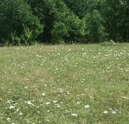 Photo 4 — Plot in Gabrovo, Tarsiite