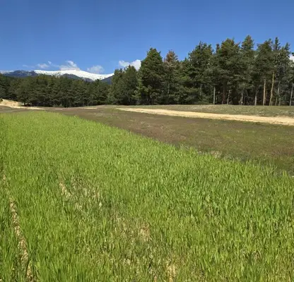 Photo 2 — Plot in Oblast Blagoevgrad, Bachevo