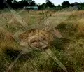 Снимка 2 — Парцел в Пловдив, с. Богданица