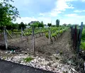 Снимка 3 — Парцел в Пазарджик, с. Черногорово