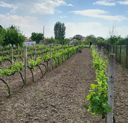Photo 4 — Plot in Oblast Pazardjik, Chernogorovo