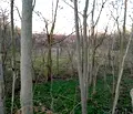 Снимка 4 — Парцел във Варна, с. Червенци