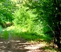Снимка 2 — Парцел в Ловеч, с. Дивчовото
