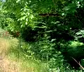 Снимка 4 — Парцел в Ловеч, с. Дивчовото