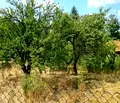 Снимка 3 — Парцел в Перник, с. Дивотино