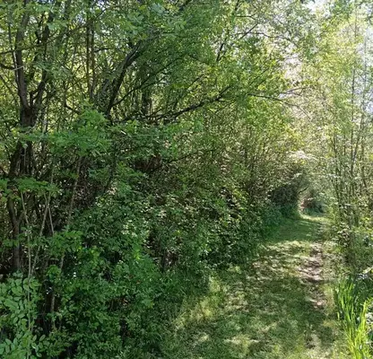 Снимка 4 — Парцел в Ловеч, с. Голям извор